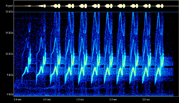 Spectrogram